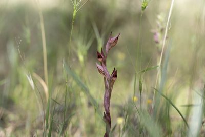 Serapias bergonii, photographed by Eleftherios Katsillis