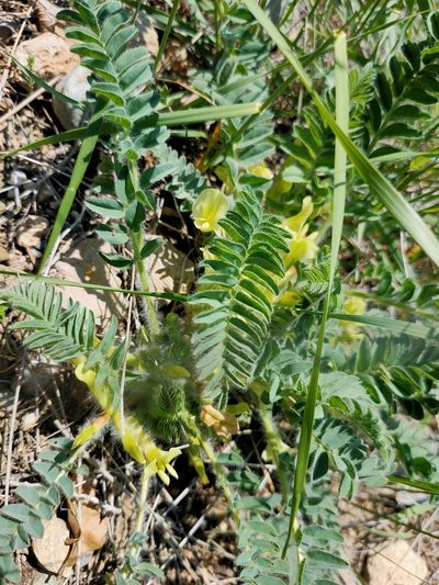 Astragalus utriger, photographed by Евгений Егорейченков