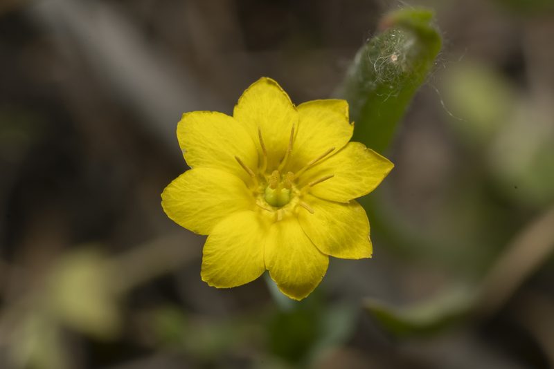 Blackstonia acuminata, photographed by Eleftherios Katsillis