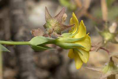 Blackstonia acuminata, photographed by Eleftherios Katsillis