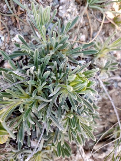 Onosma cinerea, photographed by Евгений Егорейченков