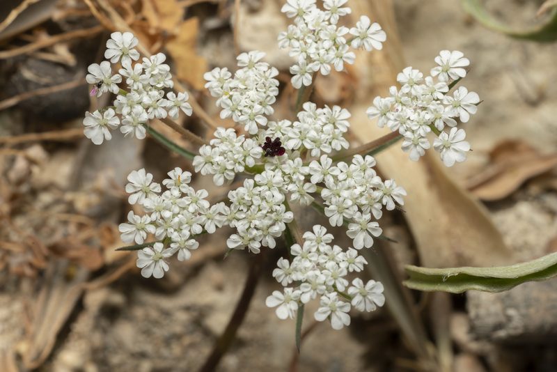 Daucus broteri, photographed by Eleftherios Katsillis