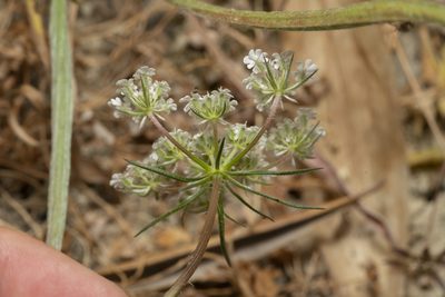 Daucus broteri, photographed by Eleftherios Katsillis