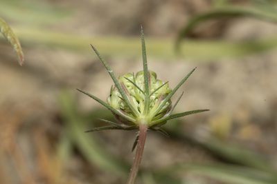 Daucus broteri, photographed by Eleftherios Katsillis