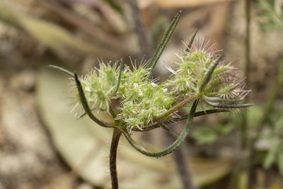 Daucus broteri, photographed by Eleftherios Katsillis