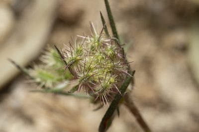 Daucus broteri, photographed by Eleftherios Katsillis