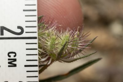 Daucus broteri, photographed by Eleftherios Katsillis