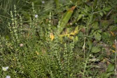 Micromeria myrtifolia, photographed by Eleftherios Katsillis