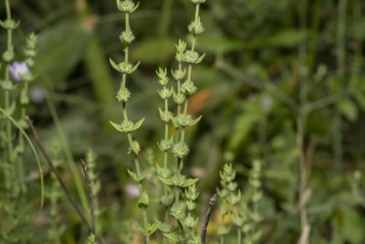 Micromeria myrtifolia, photographed by Eleftherios Katsillis