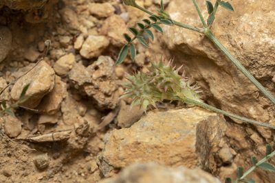 Onobrychis caput-galli, photographed by Eleftherios Katsillis