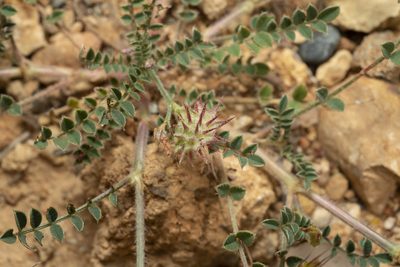 Onobrychis caput-galli, photographed by Eleftherios Katsillis