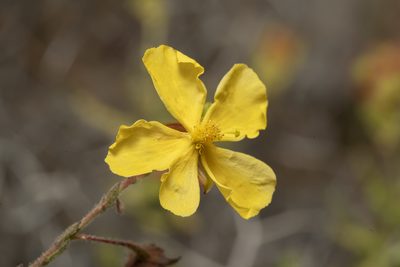 Fumana arabica, photographed by Eleftherios Katsillis