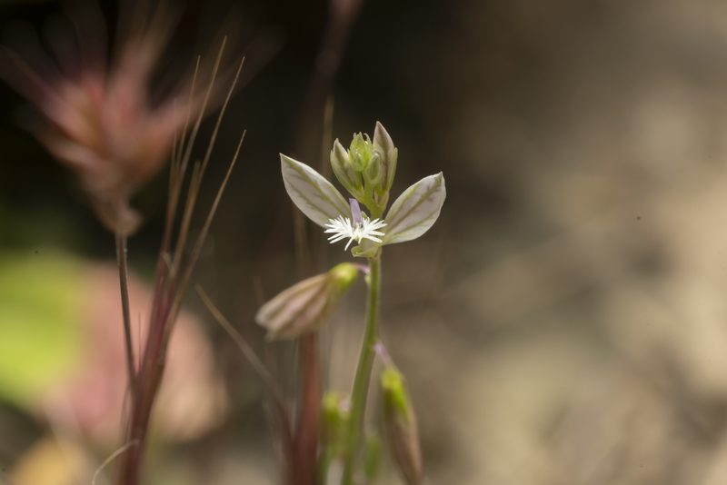 Polygala monspeliaca, photographed by Eleftherios Katsillis