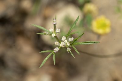 Daucus involucratus, photographed by Eleftherios Katsillis