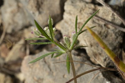 Daucus involucratus, photographed by Eleftherios Katsillis