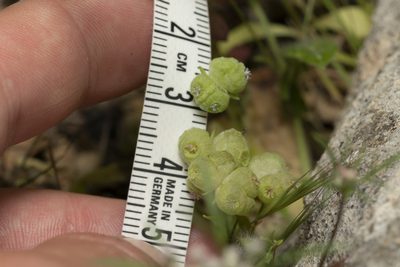 Valeriana vesicaria, photographed by Eleftherios Katsillis