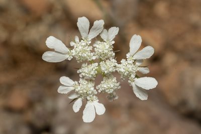 Tordylium aegaeum, photographed by Eleftherios Katsillis