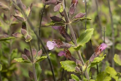Teucrium divaricatum, photographed by Eleftherios Katsillis
