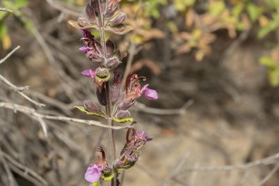 Teucrium divaricatum, photographed by Eleftherios Katsillis
