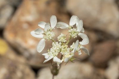 Tordylium aegaeum, photographed by Eleftherios Katsillis