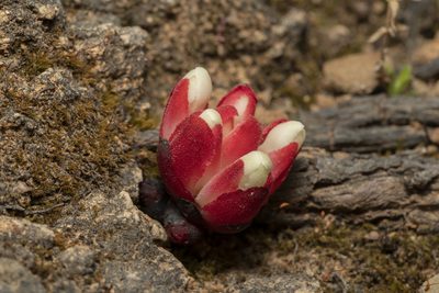 Cytinus ruber, photographed by Eleftherios Katsillis
