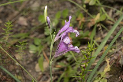 Gladiolus anatolicus, photographed by Eleftherios Katsillis