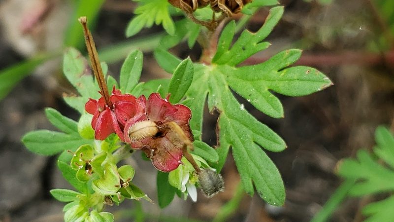 Geranium texanum, photographed by Chris Hughes