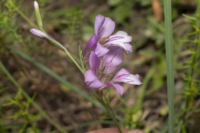 Gladiolus anatolicus, photographed by Eleftherios Katsillis