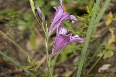 Gladiolus anatolicus, photographed by Eleftherios Katsillis
