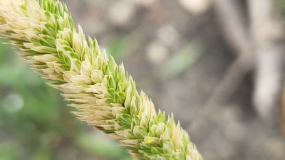 Phalaris caroliniana, photographed by Chris Hughes