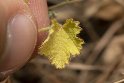 Malva cretica, photographed by Eleftherios Katsillis