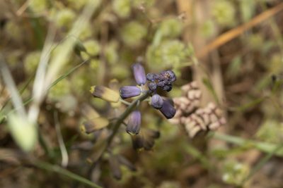 Muscari weissii, photographed by Eleftherios Katsillis
