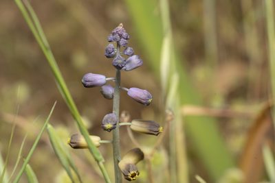 Muscari weissii, photographed by Eleftherios Katsillis