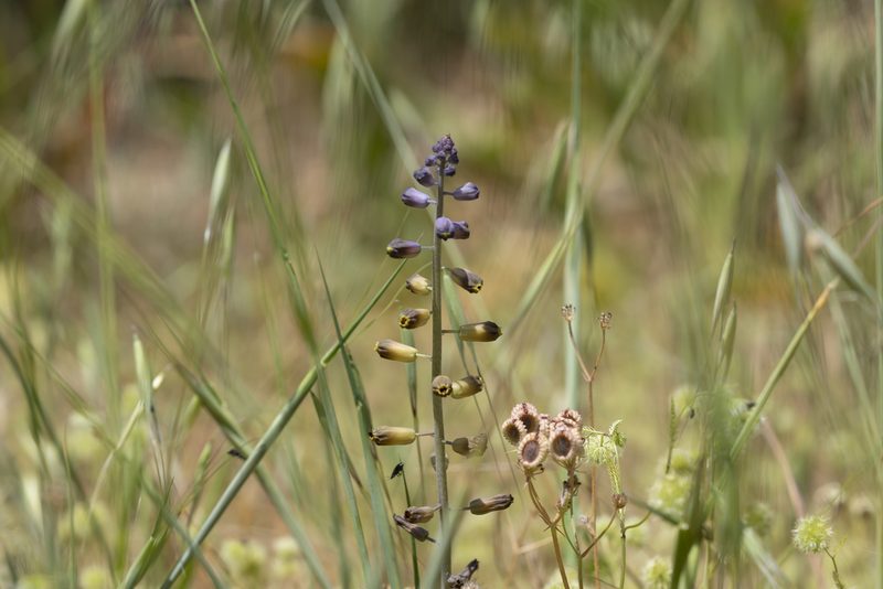 Muscari weissii, photographed by Eleftherios Katsillis