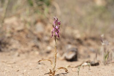 Anacamptis sancta, photographed by Eleftherios Katsillis