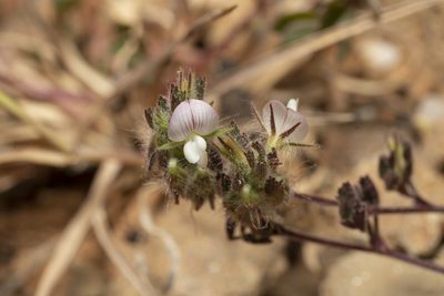 Ononis reclinata, photographed by Eleftherios Katsillis