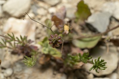 Crepis zacintha, photographed by Eleftherios Katsillis