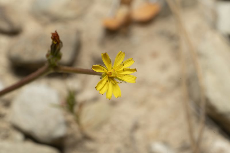 Crepis zacintha, photographed by Eleftherios Katsillis