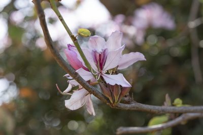 Bauhinia variegata, photographed by Eleftherios Katsillis