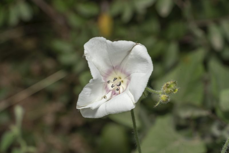 Convolvulus betonicifolius, photographed by Eleftherios Katsillis