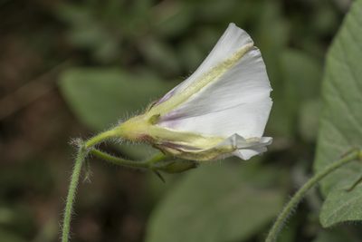 Convolvulus betonicifolius, photographed by Eleftherios Katsillis