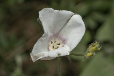 Convolvulus betonicifolius, photographed by Eleftherios Katsillis