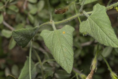 Convolvulus betonicifolius, photographed by Eleftherios Katsillis