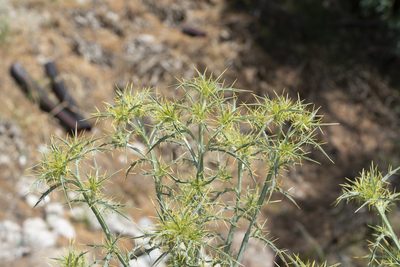 Picnomon acarna, photographed by Eleftherios Katsillis