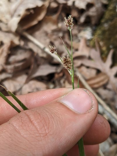 Luzula bulbosa, photographed by Nathan Aaron