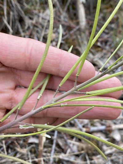 Boechera sparsiflora, photographed by Matt Berger