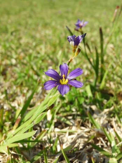 Sisyrinchium bermudiana, photographed by Akr