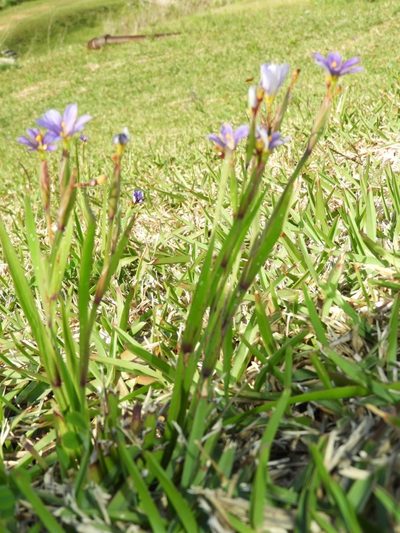 Sisyrinchium bermudiana, photographed by Akr
