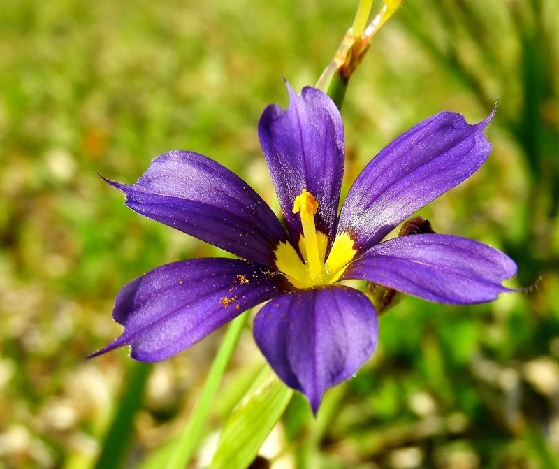 Sisyrinchium bermudiana, photographed by Akr