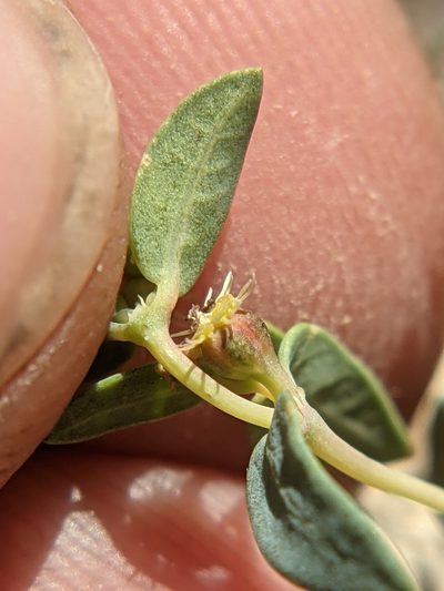Euphorbia triligulata, photographed by Eric Knight